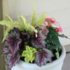 Shade container garden with fern and begonia