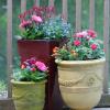 Summer container garden trio