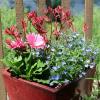 Summer container garden with Gerbera daisy, Kangaroo paw, and Blue lobelia