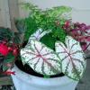 Container for shade with caladium, begonia,maidenhair fern and coleus.
