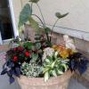Container garden for the shade