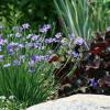 Blue eyed grass and Obsidian Heuchera
