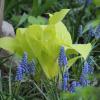 Fire Island hosta with grape hyacinth
