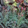 Tuberons Gem species tulip with Ligularia

