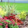 'Yellows and pinks'
Lemonbalm, spiderwort, coralbells, variegated iris, and zinnia