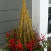 Holiday pot with yellow dogwood, winterbery, and white pine