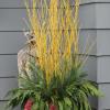 Winter container garden with yellowtwig dogwood  and pepper
berry