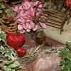 Valentine fairy garden decorations
